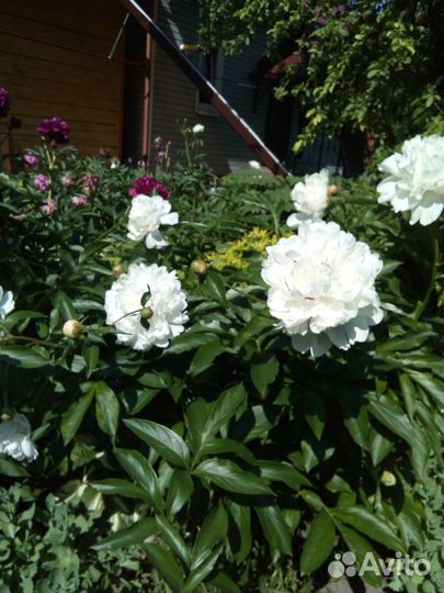 Пионы сортовые