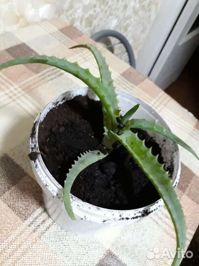 Алоэ столетник древовидный