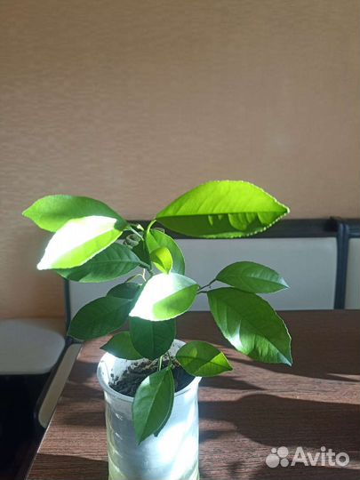 Лимонное дерево с плодами