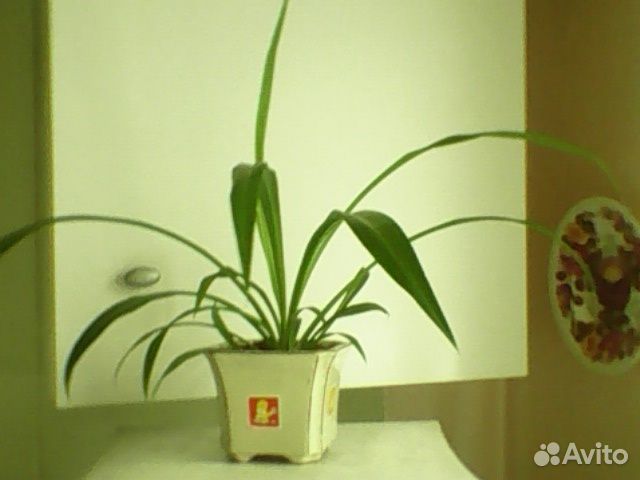 Комнатное растение - хлорофитум