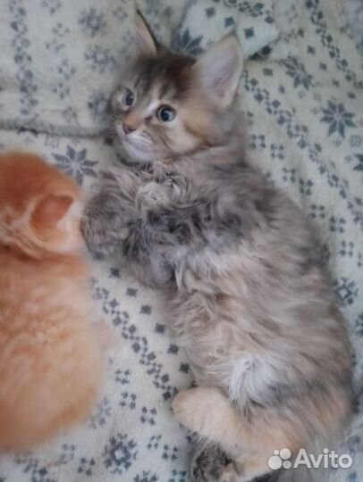 Котёнок бесплатно