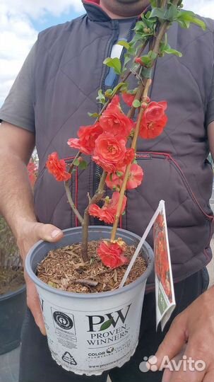 Саженцы плодовых деревьев,черника