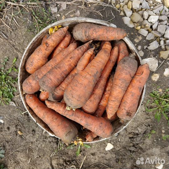 Морковь домашняя