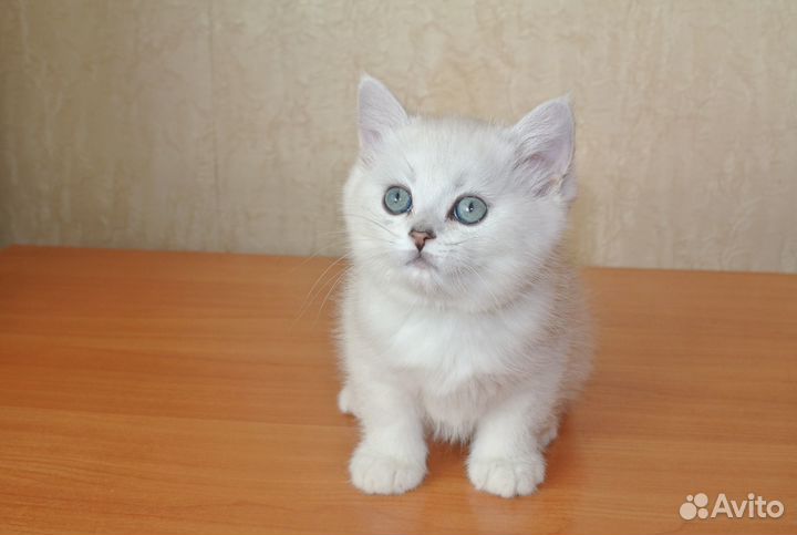 Британский котик