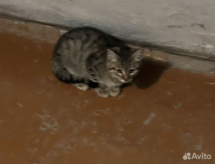 Кошка в дар бесплатно
