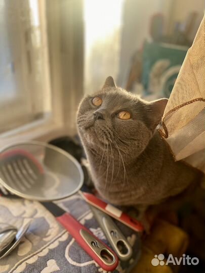 Британский кот