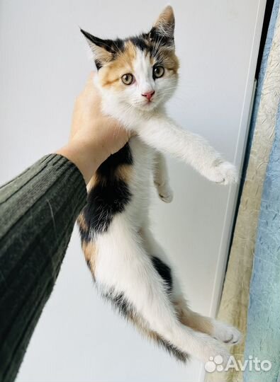 Котенок девочка в добрые руки