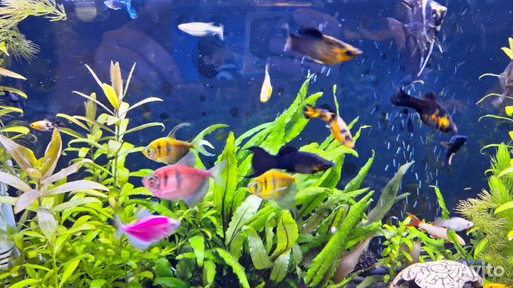 Аквариум с рыбками