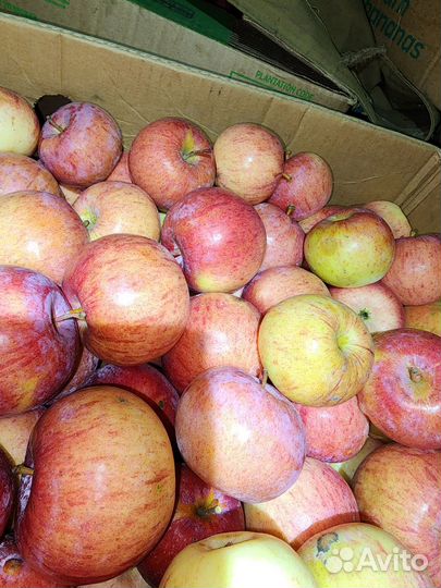 Яблоки Лобо, Антоновка, Мартовское из Мичуринска