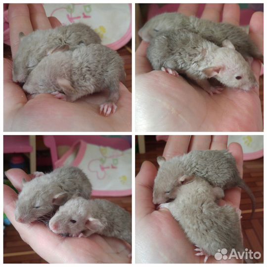 Крыса. Крысята дамбо