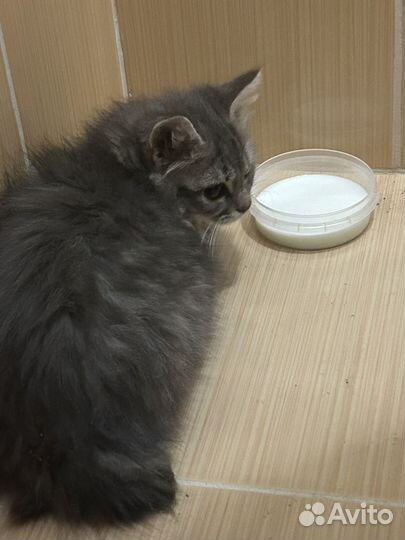 Котенок дымчатый