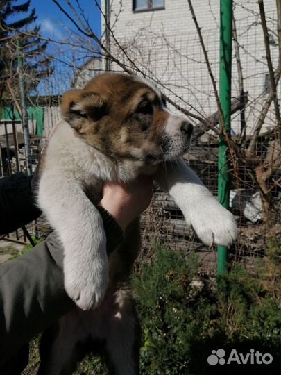 Щенки среднеазиатской овчарки. Алабай