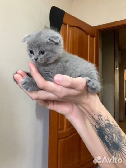 Продаются котята
