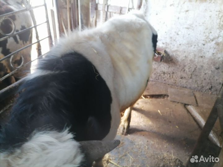 Телки и бык