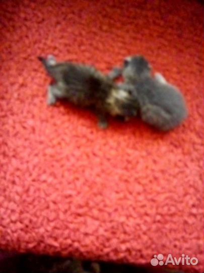 Котенок девочка бесплатно