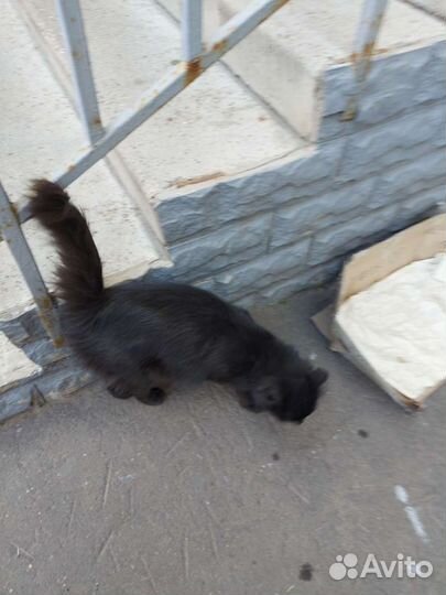 Кошка в дар бесплатно 1 год