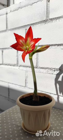 Гиппеаструм амариллис