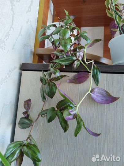 Комнатные цветы обмен и продажа