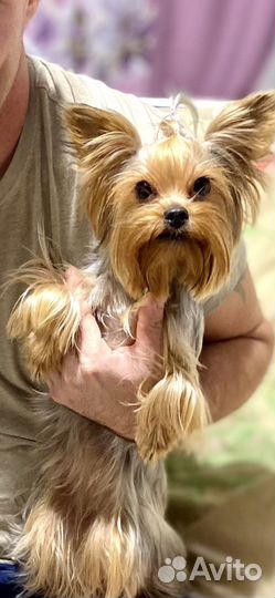 Йоркширский терьер