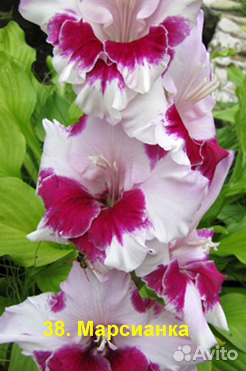 Гладиолусы луковицы №1