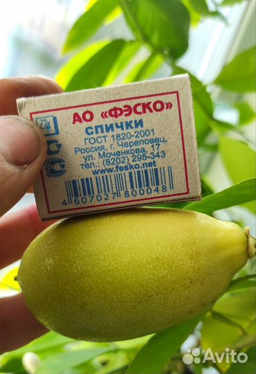 Цитрусовое плодоносящее дерево