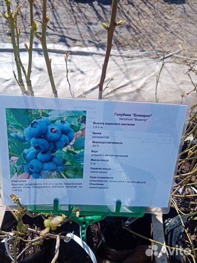 Голубика трехлетние саженцы