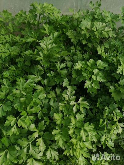 Домашняя петрушка, сельдерей, яблоки, груши