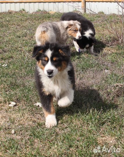 Щенки Аусси