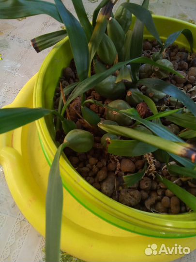 Орхидея Целогина кристата