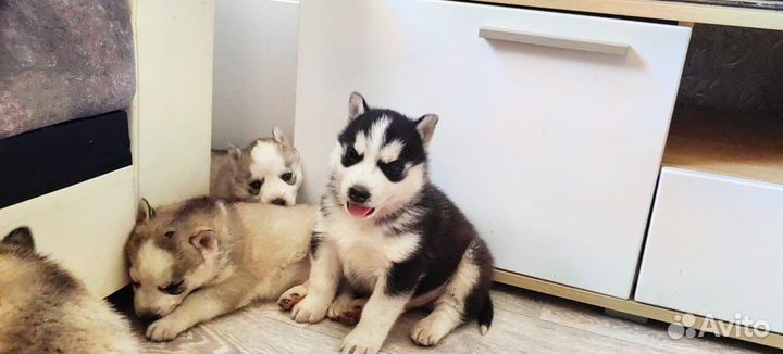 Щенки хаски