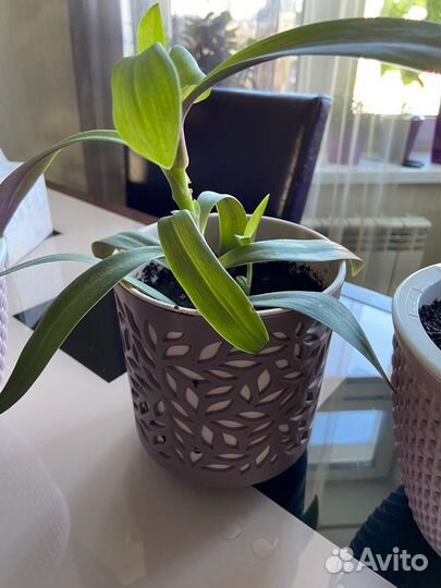 Продам цветы комнатные