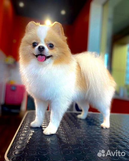 Грумин с выездом на дом