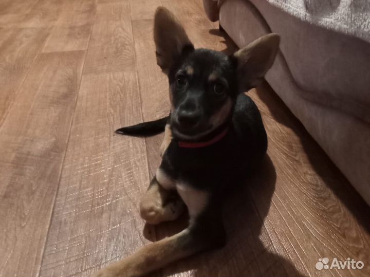 Щенок в добрые руки