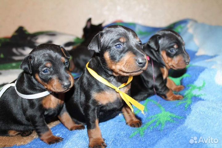 Щенки цвергпинчера