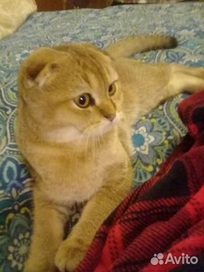 Домашняя передержка кошек