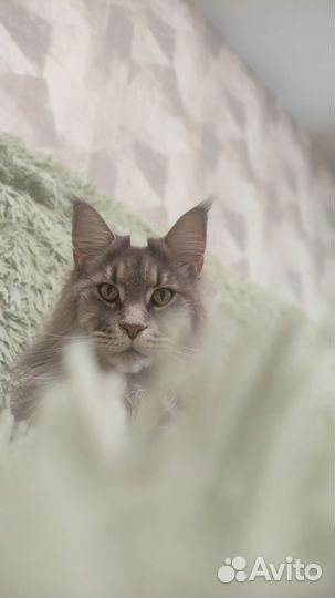 Кот Мейн-кун
