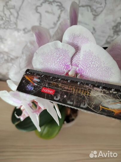 Орхидея фаленопсис Претти Романс