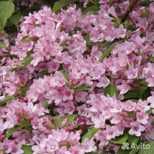 Саженцы вейгела форзиция