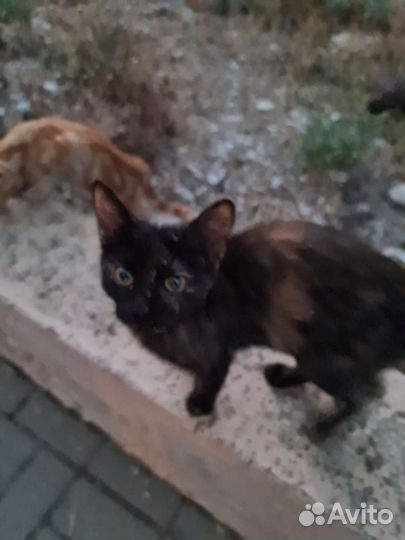 Кошка в дар