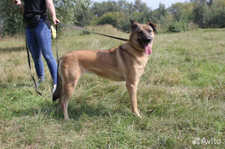 Добрая молодая собака в самые лучшие руки