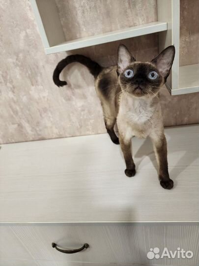 Девон рекс кошечка