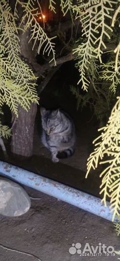 Шотландская кошка