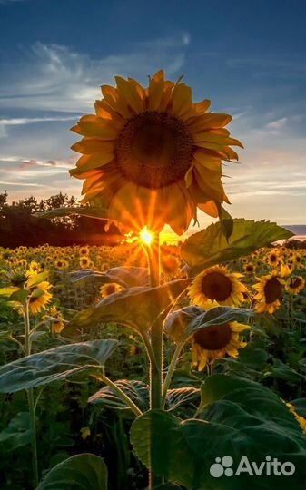 Семена подсолнечника