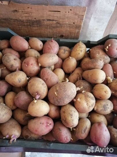 Картофель на посадку
