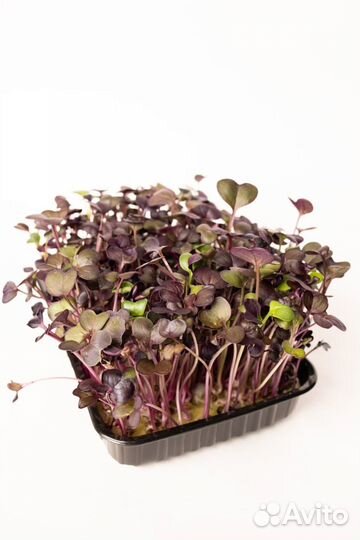 Микрозелень