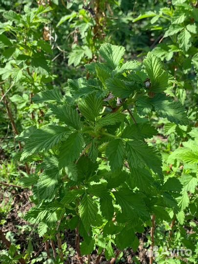 Малиновое дерево сорт Крепыш