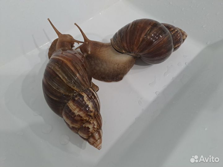 Улитки Ахатины в дар