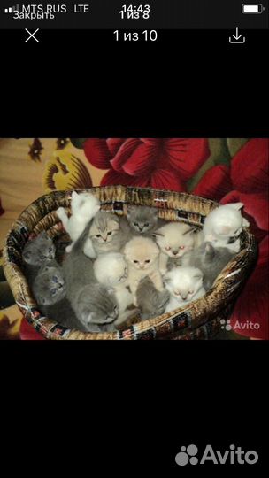 Котята Британские