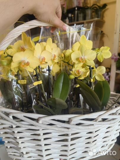 Орхидея фаленопсис