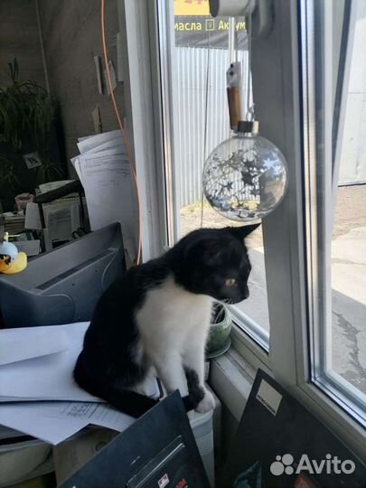 Кошка ищет дом